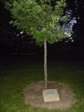 Image for Dedicated Tree - Rush Rhees - Rochester, NY