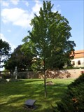 Image for Millennium tree - Svojsin, Czech Republic