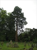 Image for A Sequoiadendron giganteum - Toft , Cambs