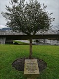 Image for Olive tree of the Olympic champions - Ourense, SP