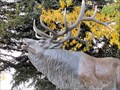 Image for Elk & Cows - Beaver Creek, CO
