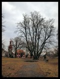 Image for Six-trunk linden tree, Zamrsk , Czech Republic