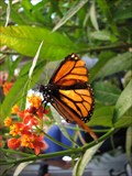 Image for Elkton Community Education Center Butterfly Garden - Elkton OR