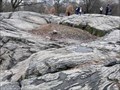 Image for Rat Rock (Central Park) - NYC, NY, USA