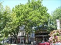 Image for Historic Buttonwood Tree - Haddonfield Historic District - Haddonfield, NJ