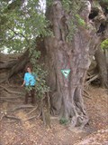 Image for lime tree, 700 years old, in Obermarbach