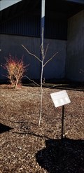 Image for Hiroshima Peace Trees at KUHS - Klamath Falls, OR