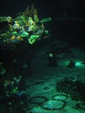 Image for The Seas with Nemo Aquarium Rocks Hidden Mickey