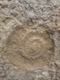 Image for Fósil de Ammonites en El Caminito del Rey - Ardales, Málaga, España