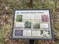Image for Maryland Native Plants - Chase, MD