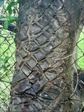 Image for Fence-eating Ash Tree - Putney, London, UK