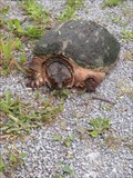 Image for Painted and Snapping Turtle safe crossing, Kawartha lakes, Ontario