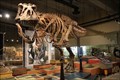 Image for Scotty --T Rex Discovery Centre, Eastend SK CAN