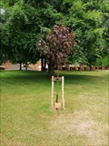 Image for Frank Gloversmith dedicated tree - University of Sussex, Brighton, UK
