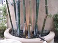 Image for Santana Row - Bamboo Pot Fountain