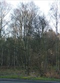 Image for Shoe tree - A57 near Worksop, Nottinghamshire, UK.