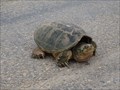 Image for Turtle Crossing - Apache Avenue - Terral, OK