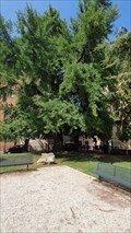 Image for Gingko biloba tree - Verona, Italy