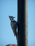 Image for Giant Woodpeckers - Toronto, ON