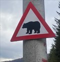 Image for Bear - Azuga, Romania