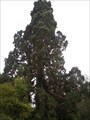 Image for Sequoia sempervirens