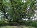 Image for Sessile oak (Quercus petraea) - Krk, Croatia