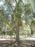 Image for POW/MIA Freedom Tree Memorial - Gainesville, FL