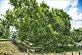 Image for Pinchot Sycamore - Simsbury CT