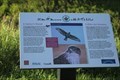 Image for A Farmer's Friend Buteo regalis -- Eastend SK CAN
