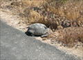 Image for Red Rock Canyon State Park Turtle Crossing - Nevada