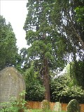 Image for Sequoiadendron giganteum -Hargrave Northant's