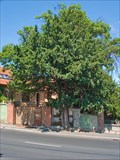 Image for Veszprem's Yew