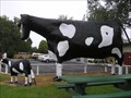Image for The Big Cow and Calf. Te Poi. Waikato. New Zealand.