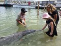 Image for Feed the dolphins - Barnacles Dolphin Centre, Tin Can Bay, QLD Australia