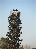 Image for Shooping Ceter Cell Tree - Granite Bay, CA