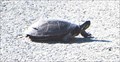 Image for Painted Turtle - Boland Pond - Binghamton, NY
