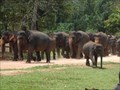 Image for Pinnewala Elephant Orphanage - Pinnawala, Sri Lanka