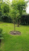 Image for Barbara Yvonne & Clifford Roy Parker tree - Edwalton Parish Church Garden - Edwalton, Nottinghamshire