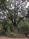 Image for The Official Bicentennial Tree - Alexandria Virginia