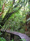 Image for Centre of the North Island Boardwalk. Pureora Forest, North Is. New Zealand.