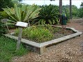 Image for USF Botanical Gardens Carnivorous Plant Bog - Tampa, FL