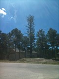 Image for Really giant trees - Monument, CO