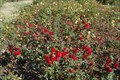 Image for A.C. Postel Memorial Rose Garden - Santa Barbara California
