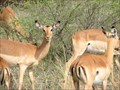 Image for Kruger National Park - Mpumalanga, South Africa