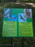 Image for Red Tailed Hawk & Turkey Vulture - O'Neil Regional Park, CA