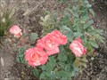 Image for Memorial Rose Garden - Enjoy and Reflect