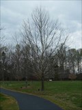 Image for Second Generation Moon Sycamore - Sloan Park, Mt. Ulla, NC