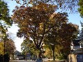 Image for The "Shoe Tree" - White Oak - Belvidere, NJ