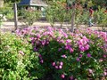 Image for Leu Gardens - Rose Garden - Orlando - Florida, USA.