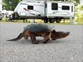 Image for Snapping Turtle Crossing in Waterloo Recreation Area - Grass Lake, Michigan